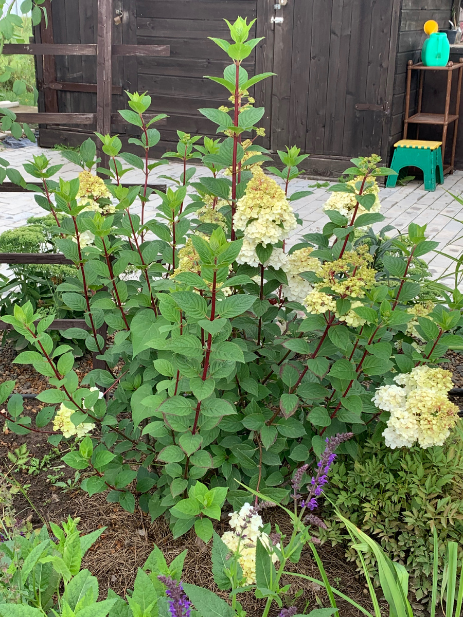 В 2024 году сформированный куст гортензии Самарская Лидия. 