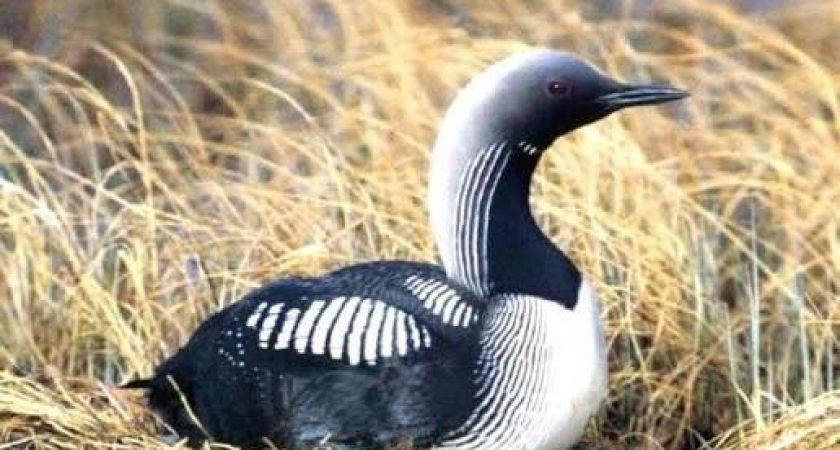    Фото: Росприроднадзор