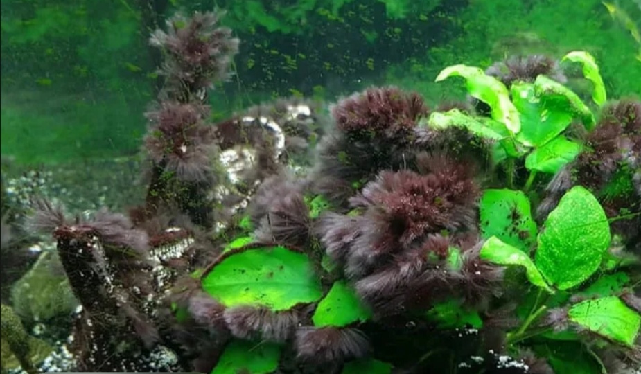 Борьба с водорослями в аквариуме: советы и рекомендации.