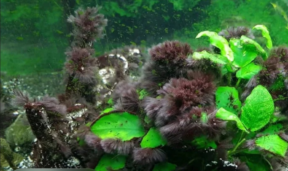 Чёрная борода