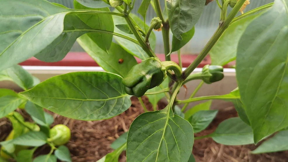 Так выглядел мой перец после "заботливых" подкормок - красивый, но почти без урожая