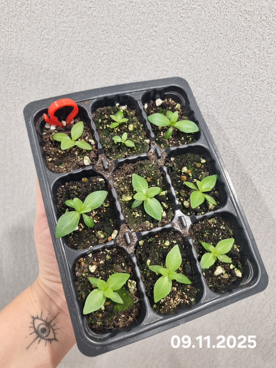 Эустома,как бизнес💲🌱