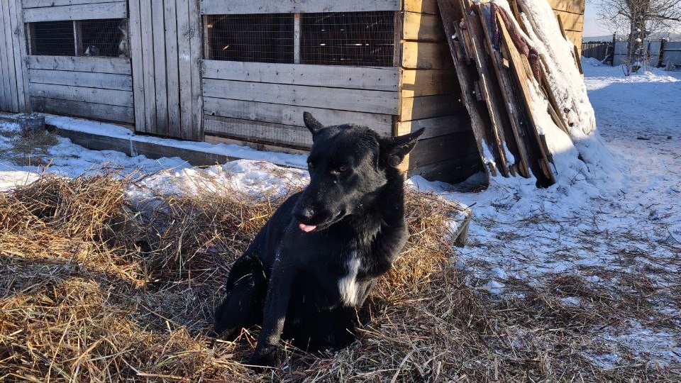 Вот и закончились праздники, которых в приюте не было.