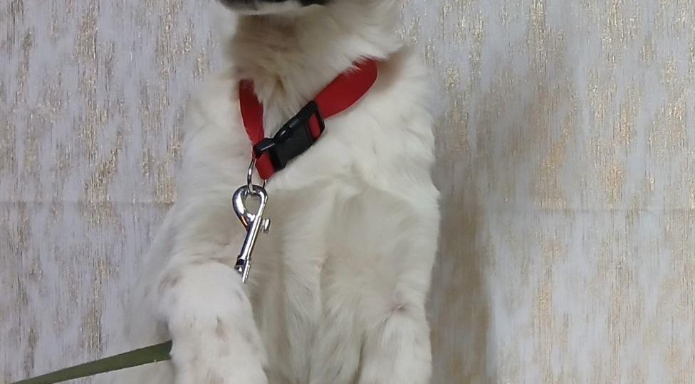 Малыши приюта Ананда ждут добрых, любящих хозяев (продолжение)