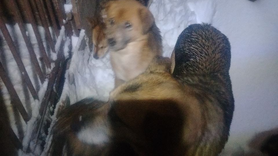 Есть заболевшие..🙏❤️Приюту очень нужна помощь