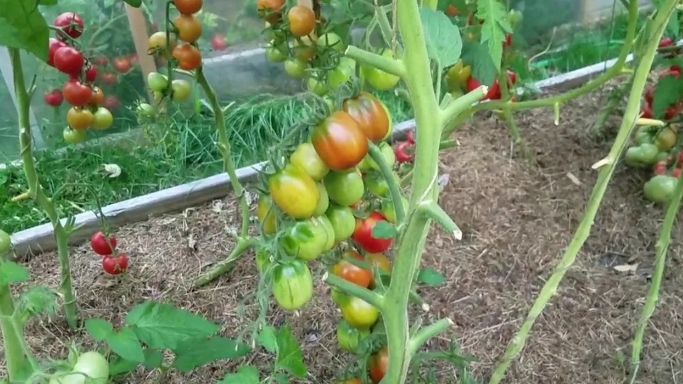 Де Барао в конце сентября - результат минимального, но правильного ухода
