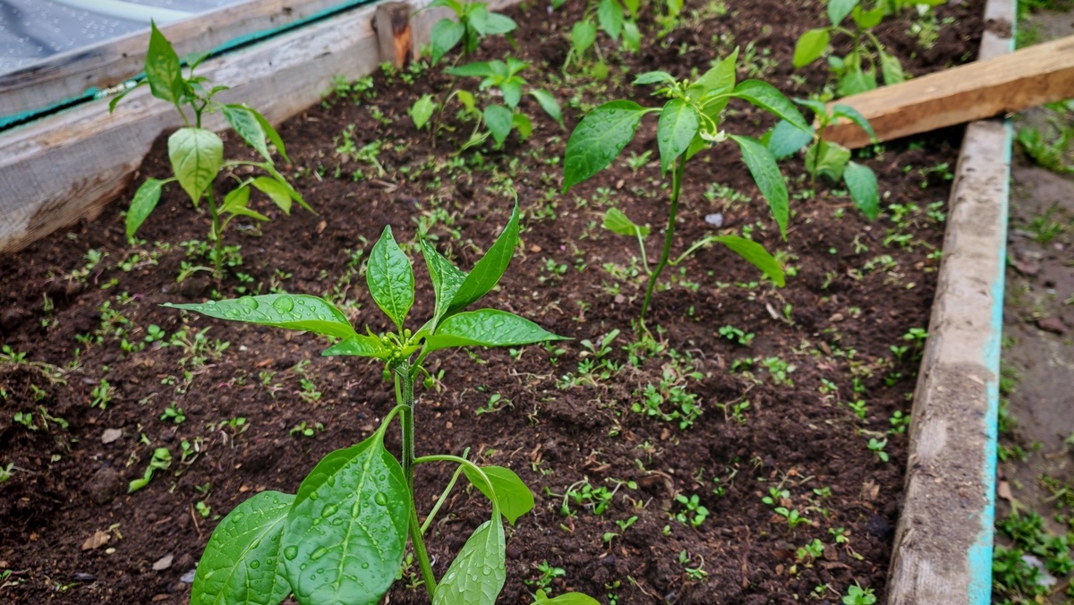 Разница в развитии очевидна - непикированный куст выше и крепче