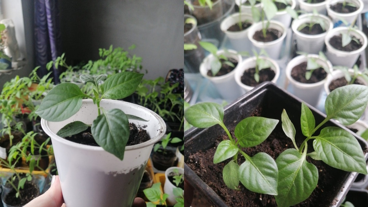 Правильный посев - залог крепкой рассады без пикировки