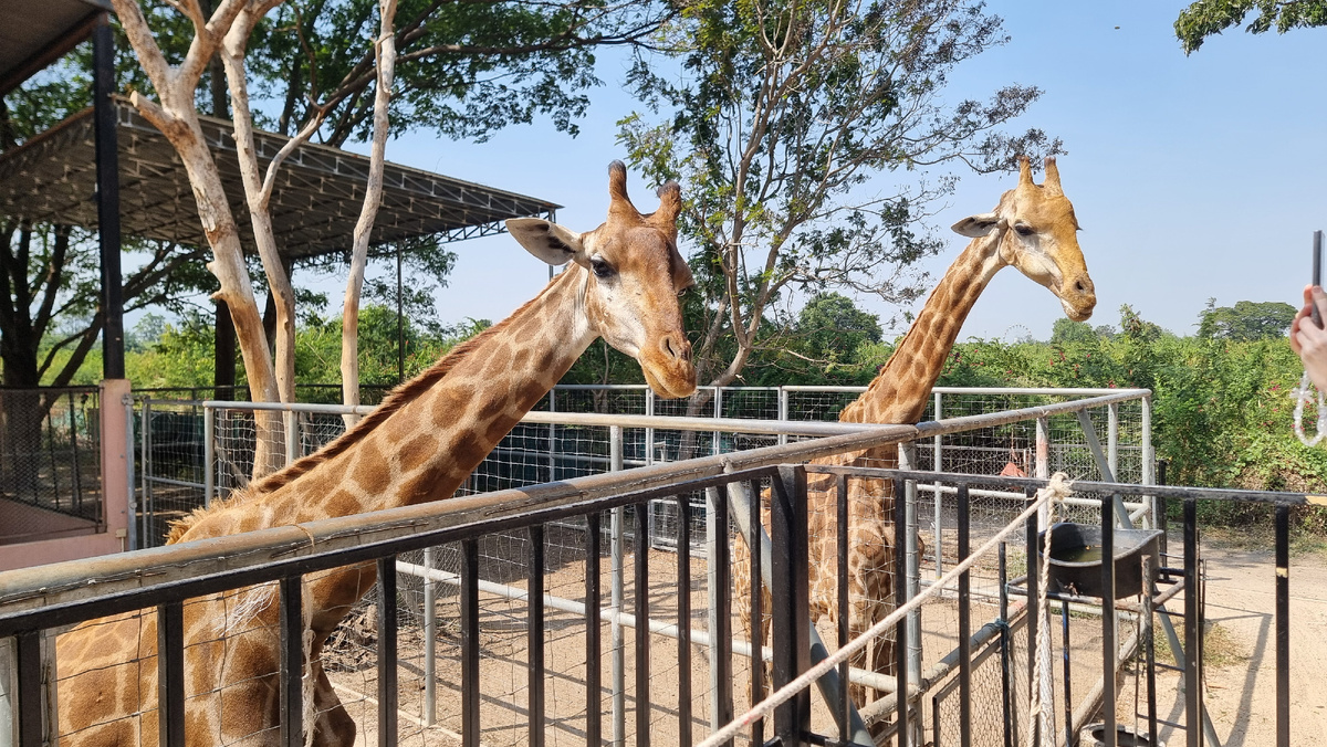 Camel Republic. Фото автора.