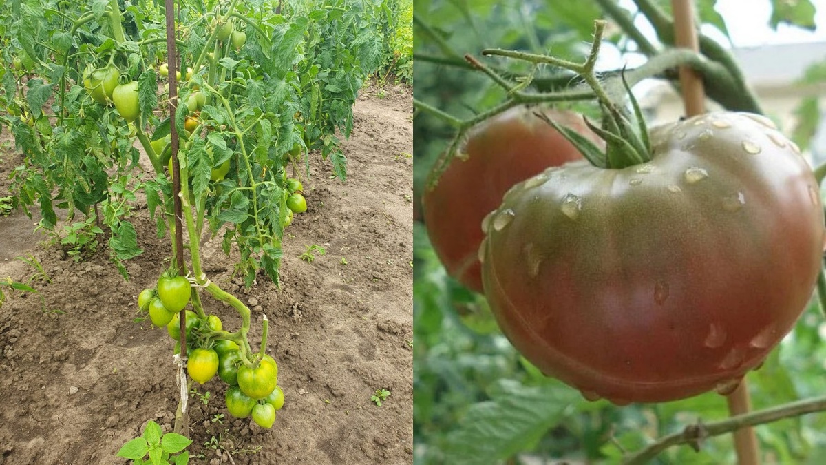 Три года испытаний показали огромную разницу между провальными и успешными сортами салатных томатов