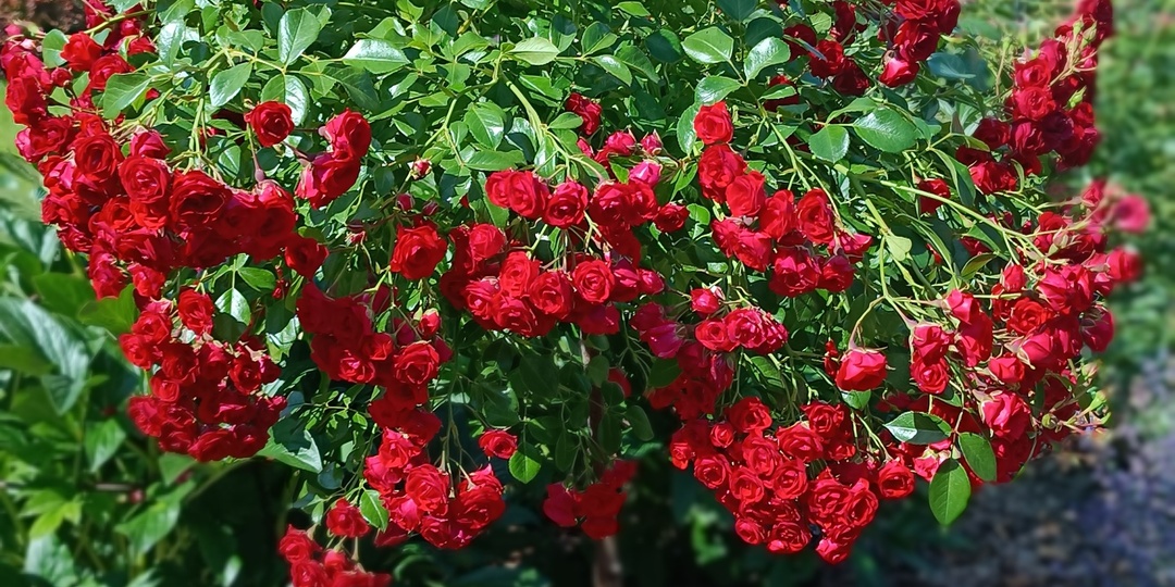 Постоянно цветущие розы - правда или миф?