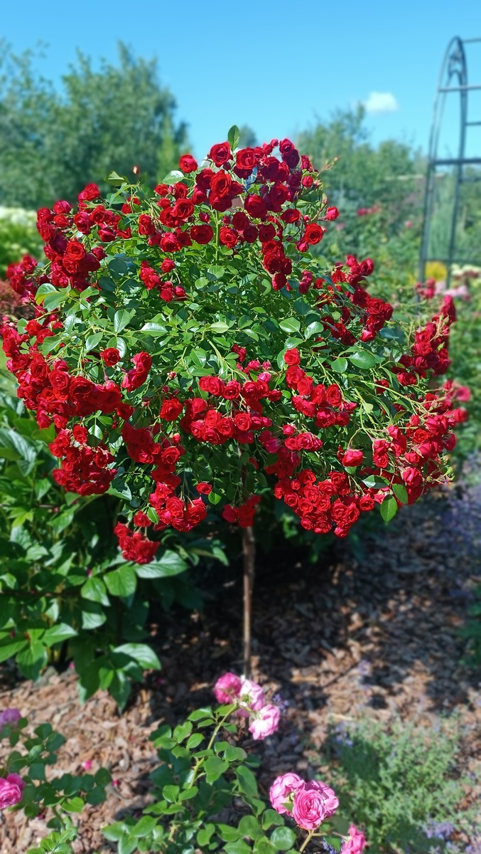 Шраб Скарлетт Мейяндекор с огромными шапками цветов, не поддающихся подсчёту.
