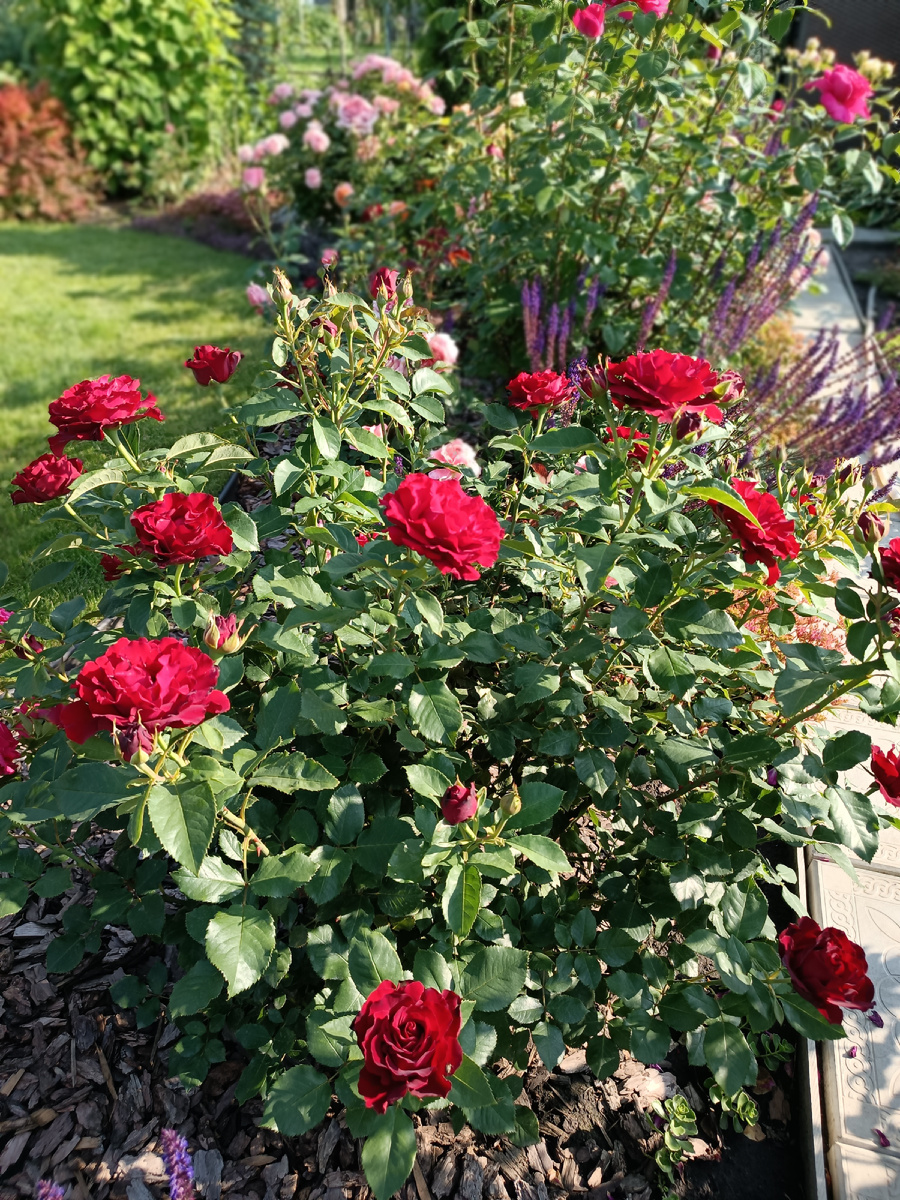 Долговечность цветов  и пышность цветения Омаж а Барбары делает ее  фавориткой в  моем саду 