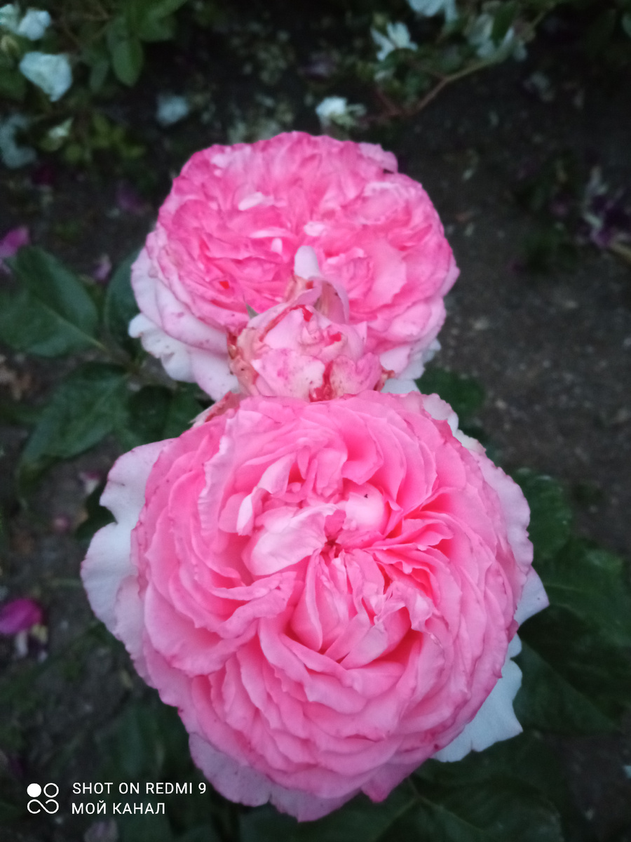 Моя новая розочка Лоренцо Вайсман. Фото автора.