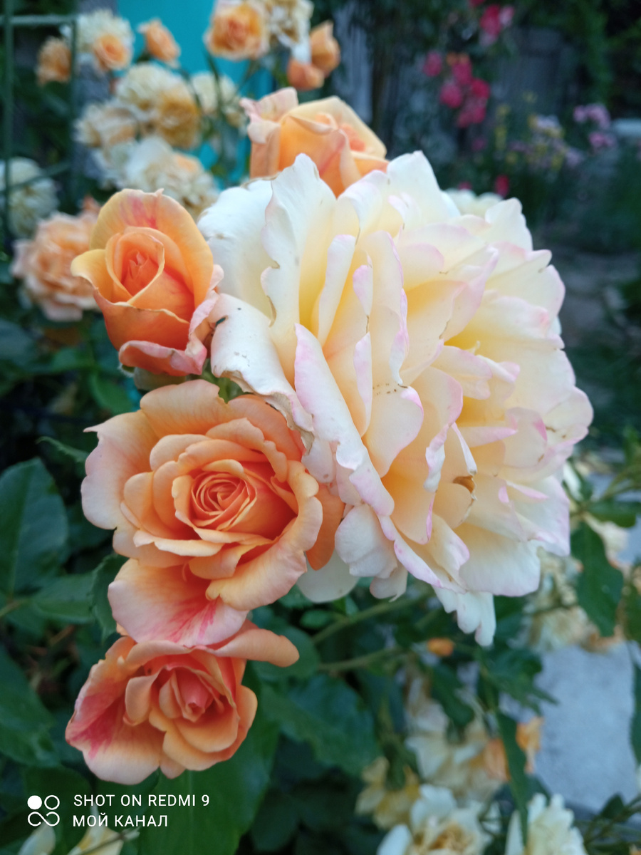 Роза плетистая Мишка. Фото из моего сада.