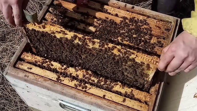 Пришла весна-красна. Сокращаем, кормим,утепляем. Все работаем на супермедосбор!