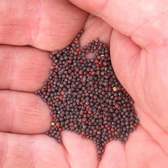 Семена репы