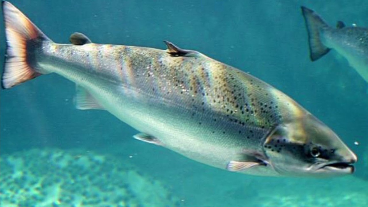 Жирные сорта рыбы (лосось, сельдь, скумбрия, сардина, тунец) содержат омега-3 жирные кислоты, которые снижают риск ишемической болезни сердца, артериальное давление, уровень триглицеридов и воспаление. Рекомендуется употреблять 2 порции рыбы в неделю, а после инфаркта или инсульта — до 4 порций.