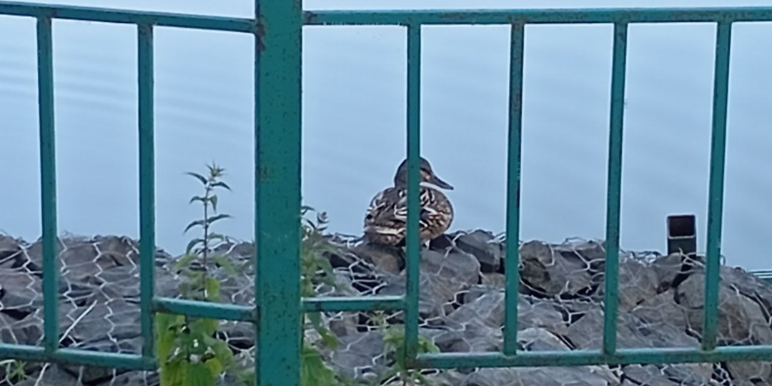 Брёховские утята: анализ летней истории, моё выступление на телемосте "Москва 24" и чем дело кончилось