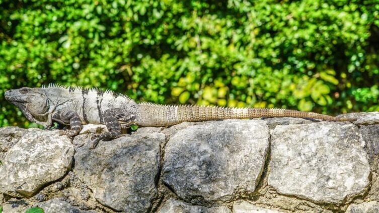    Шедевр эволюции. Как увидеть дракона в игуане? Фото: по лицензии CC0 Pxhere.com