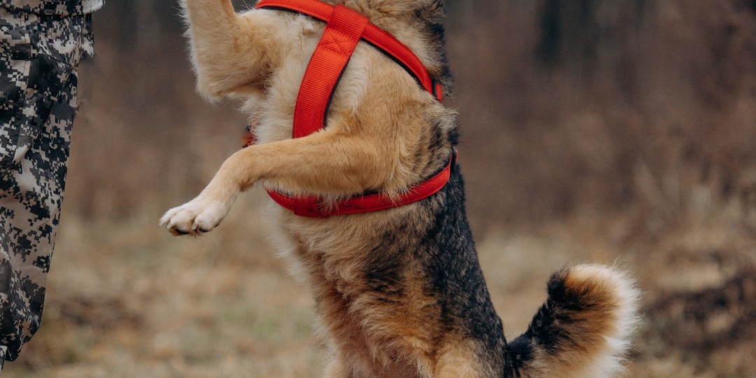 Собака из приюта ищет дом