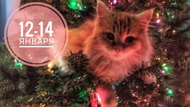 Нумерологический прогноз на 12-14