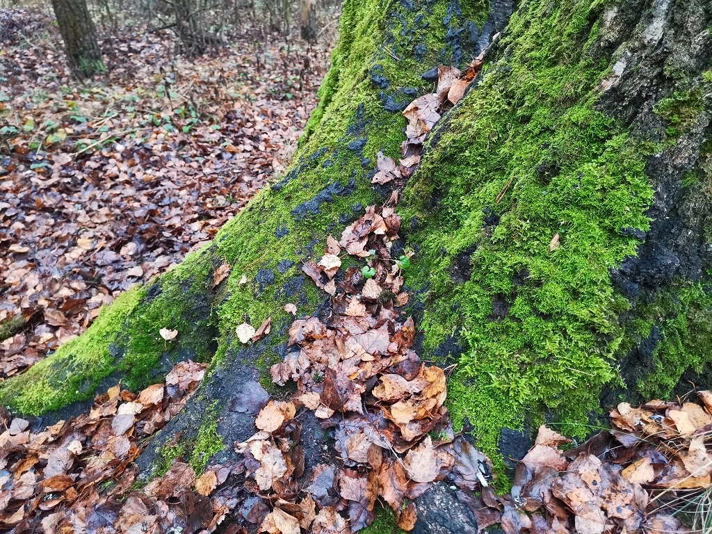 Надо будет всё же разобрать папки с фотографиями - вдруг ещё что вспомню из недовязанного...