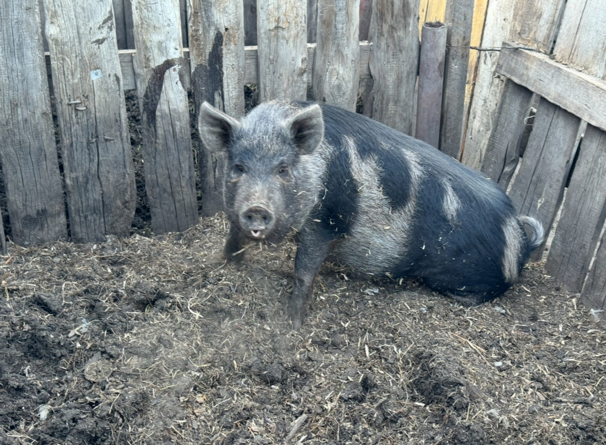 Фото для иллюстрации.