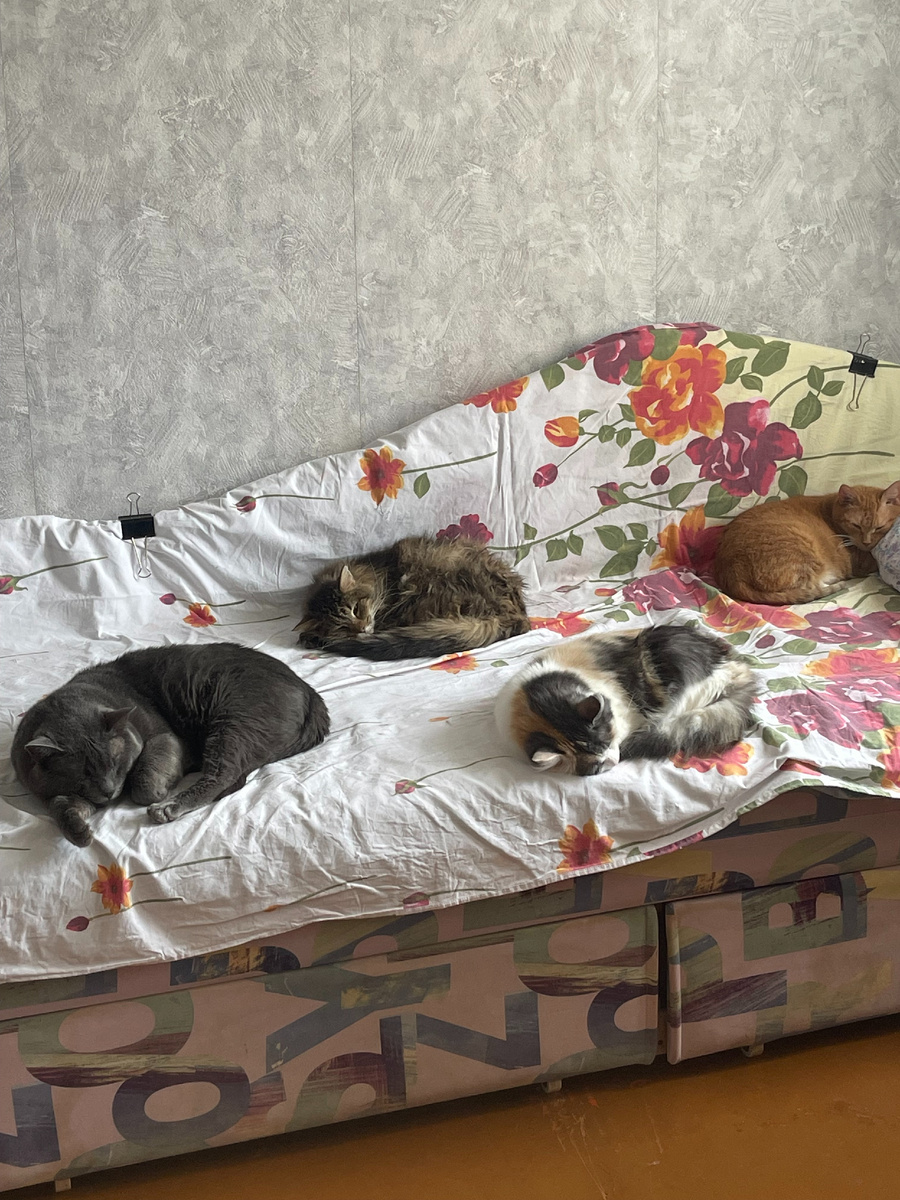 Васенька с другими котиками отдыхает