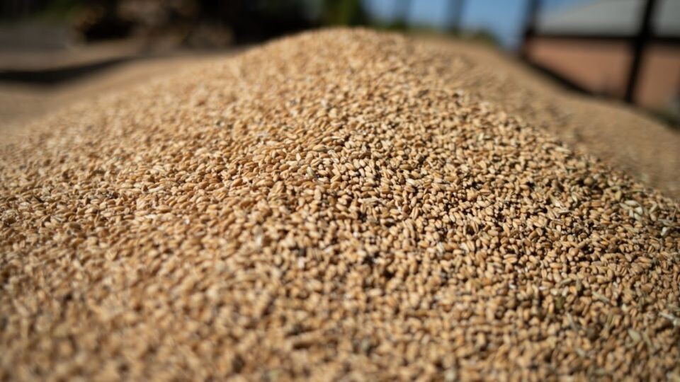    Зерно. Источник: Анна Меньшикова