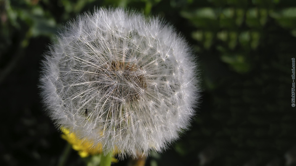 Одуванчик... © NickFW.ru — 08.06.2006г.