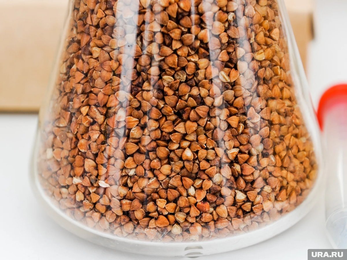     РФ стала крупнейшим поставщиком гречки в США, обогнав Канаду