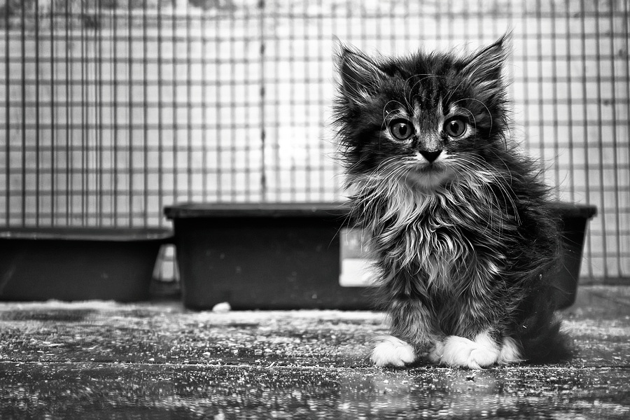 Молодые животные особенно уязвимы в холодное время года