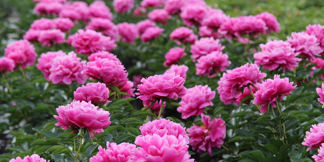 Замечательная "Rozella" награждена Золотой медалью Американского общества пионов за 2026 год