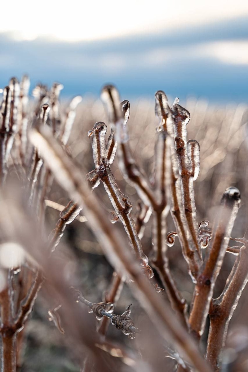 Фото взято отсюда: t.me/chateaudetalu/2410