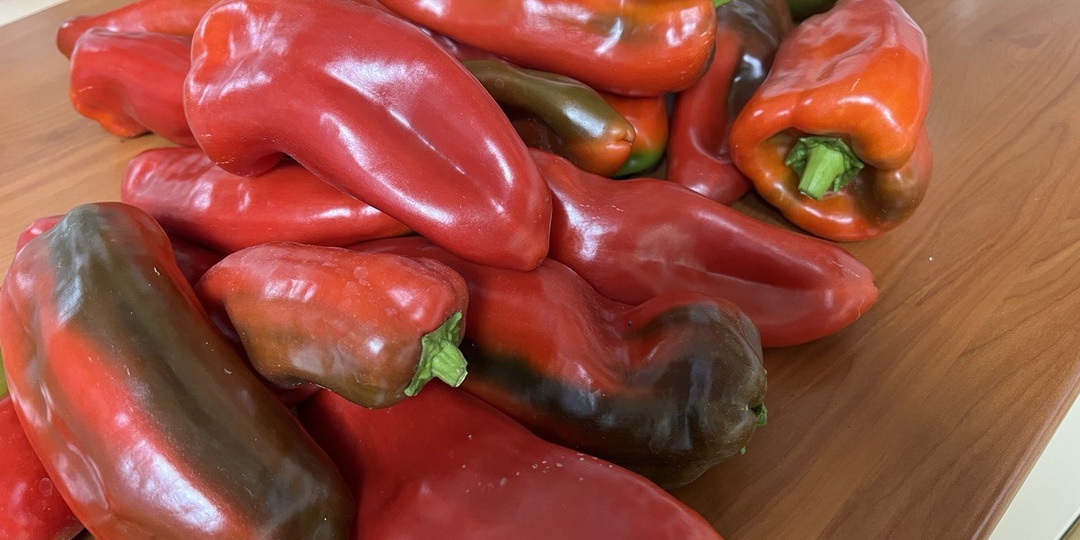 Когда сеять сладкий перец на рассаду в 2026 году