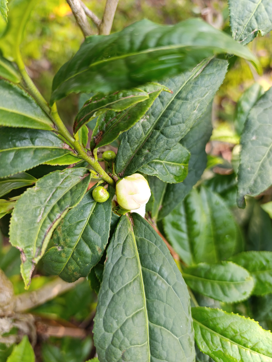 чай в Сочинском парке "Сад дружбы"