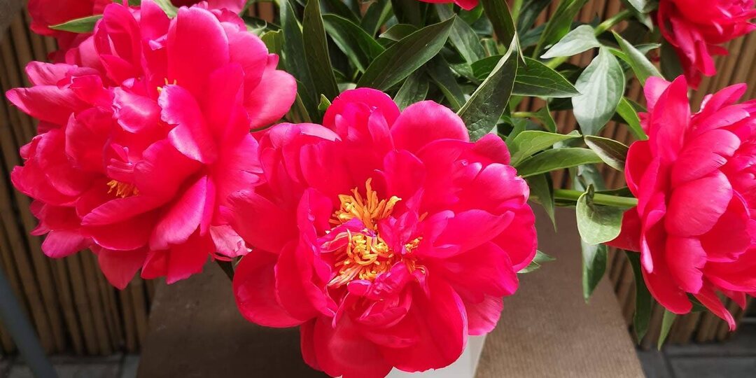 Пион Свитлячок - Svitliachok В