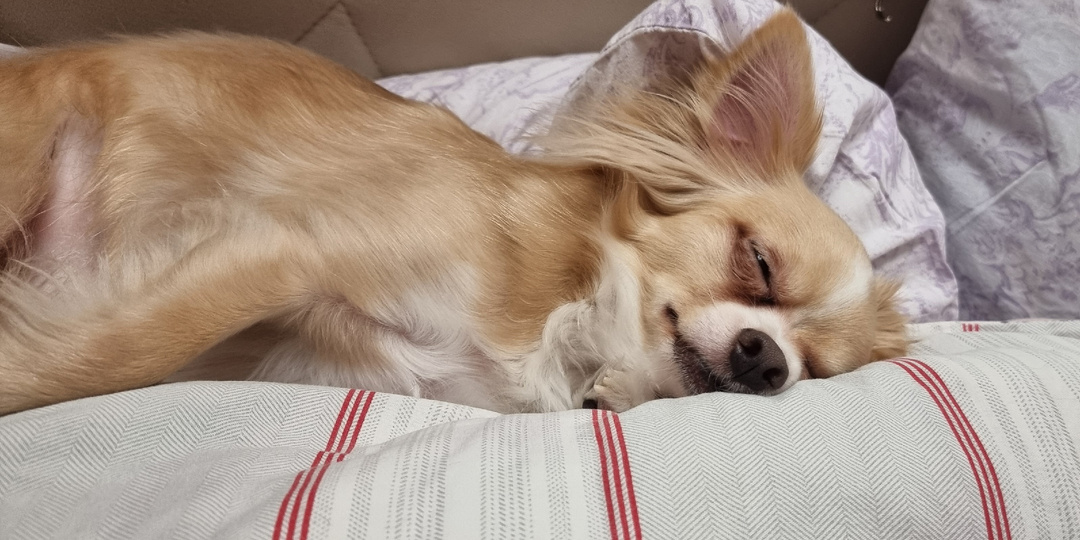 «Устал как собака» — это комплимент или приговор? Разбираем на костях и печеньках