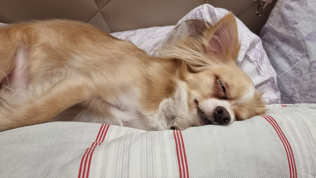 Тихон устал 🥹