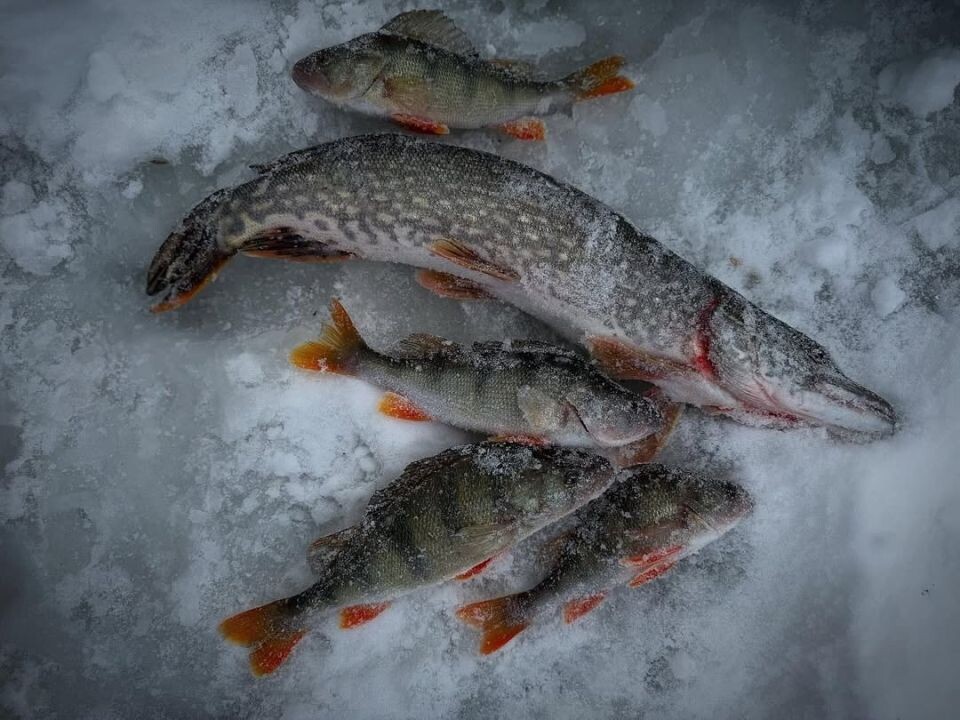    Зимняя рыбалка в Алтайском крае. Источник: Николай Ерохин, vk.com/fishmen_altai