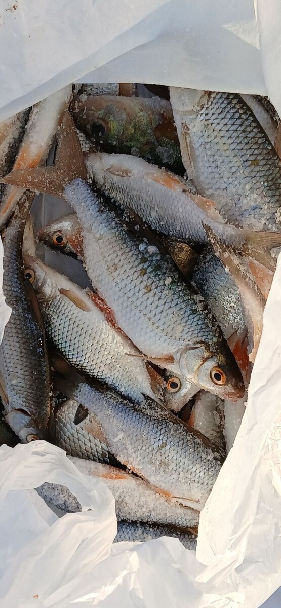    Зимняя рыбалка в Алтайском крае. Источник: Slava Sopov, vk.com/fishmen_altai