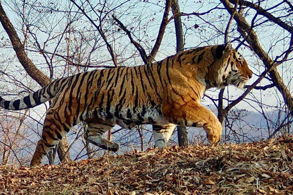    Создалось впечатление, будто тигр знал о заветном желании гостьи и специально позволил ей рассмотреть себя. Фото: «Земля леопарда»