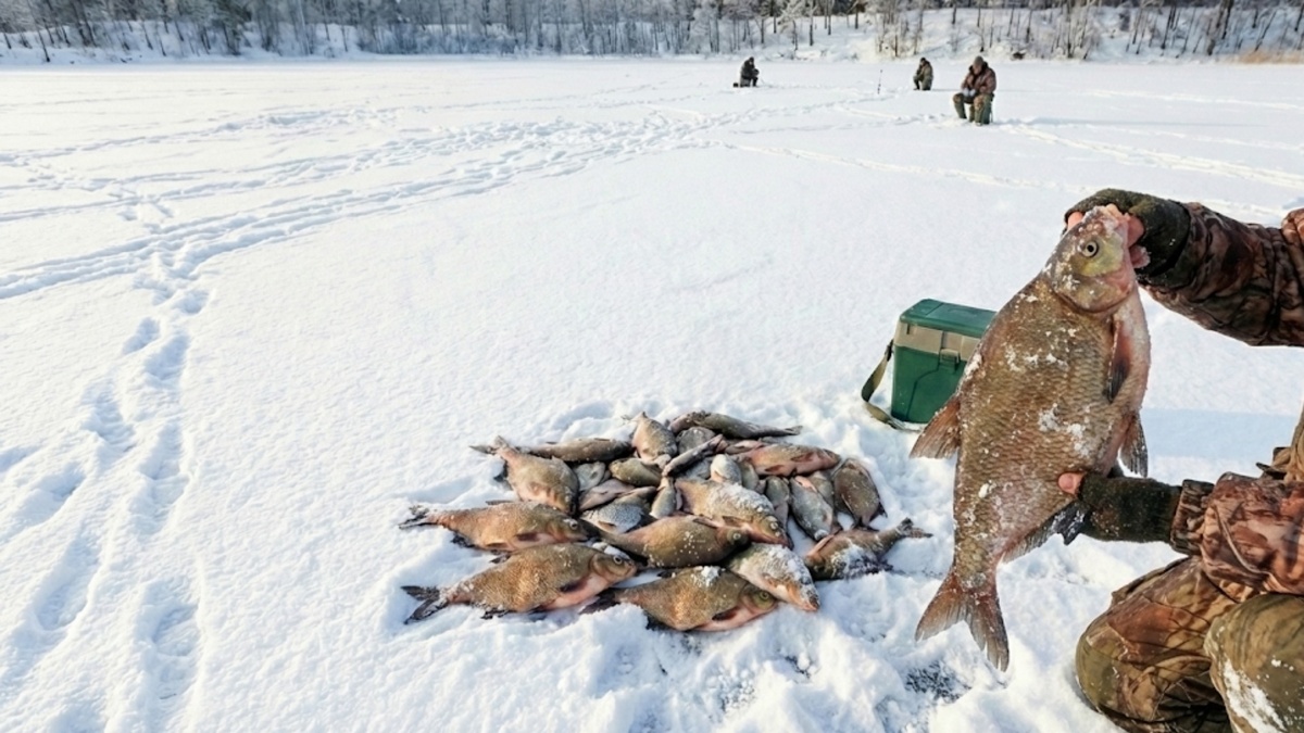 рецепт и тактика для глухозимья. 3 правила зимнего прикорма