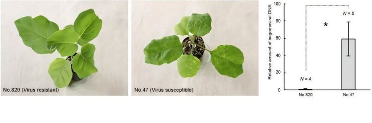    Фото: Professor Sota Koeda from Graduate School of Agriculture, Kindai University, Japan