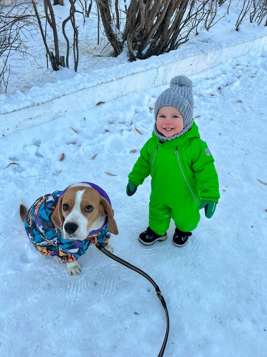 Усатый нянь. Бигль Ято и человек Лев
