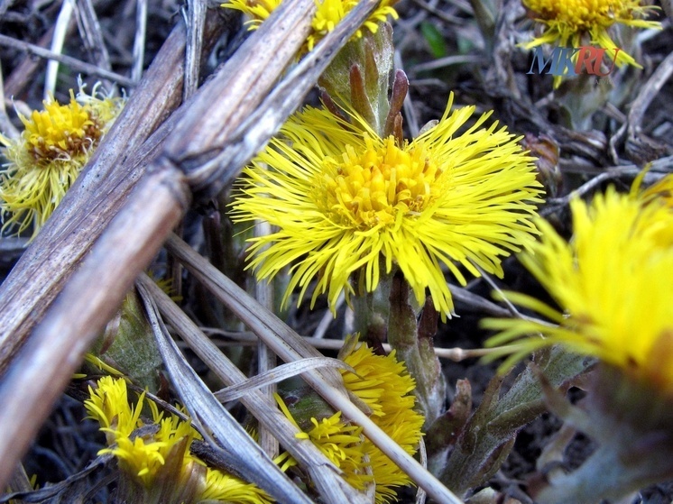     Фото: "МК в Калуге"