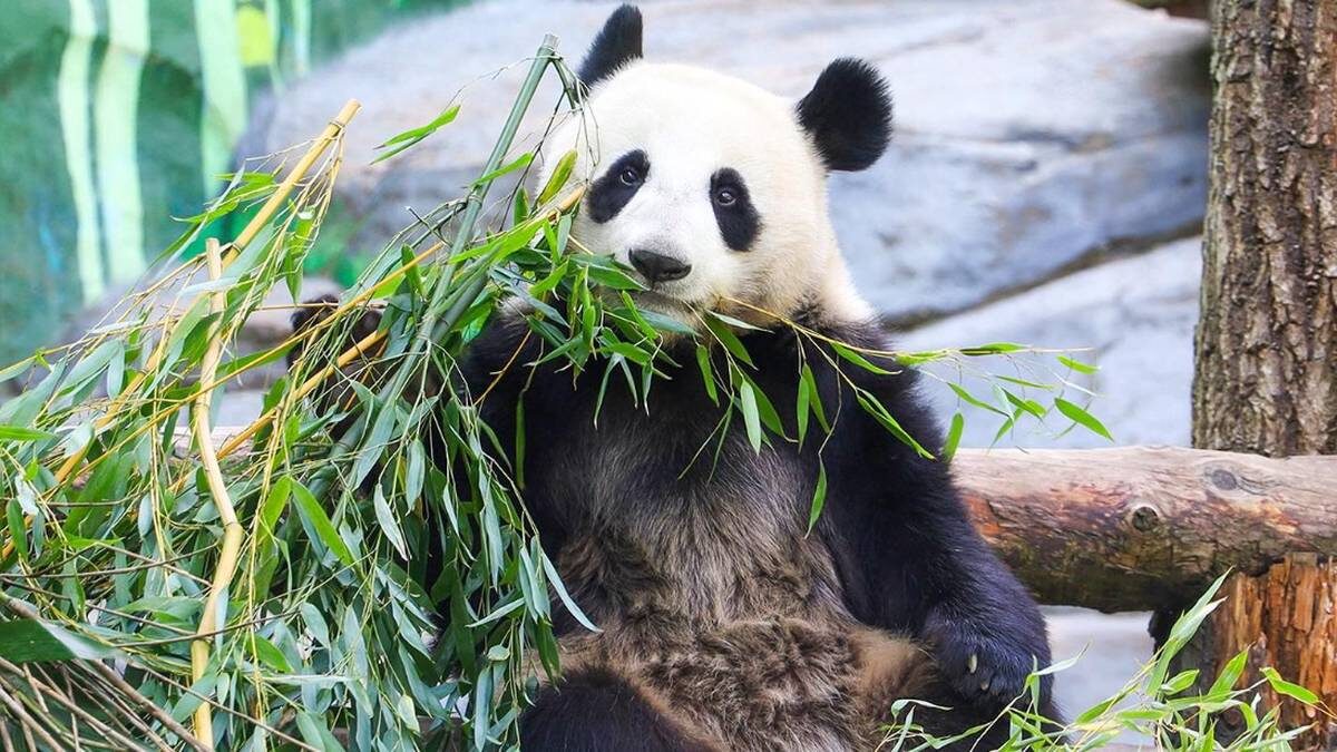    Фото: Пресс-служба Департамента культуры города Москвы