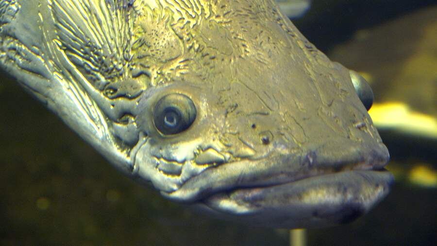    Фото: Global Look Press/H. Holfeld/CHROMORANGE