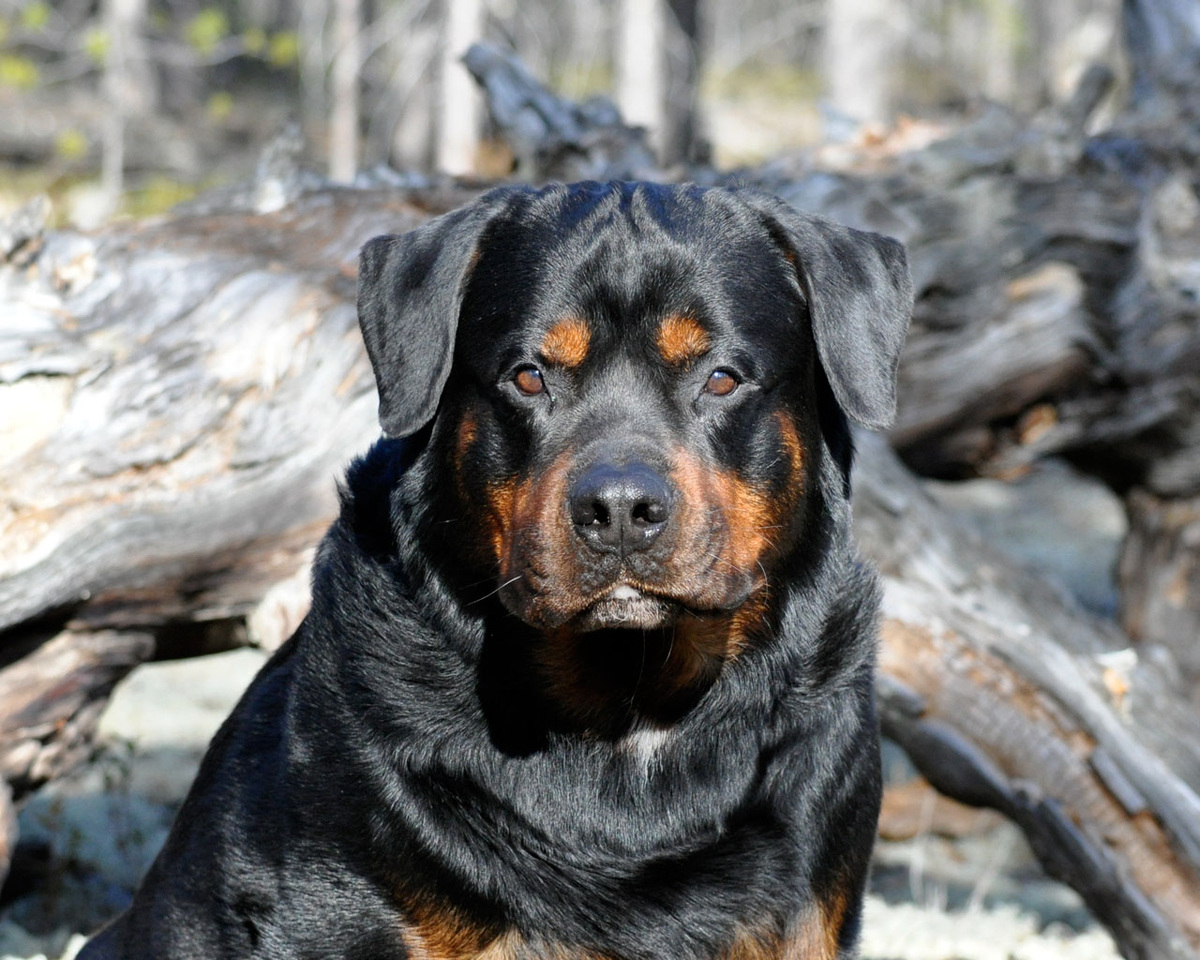 Фоток Лектера у меня нет. Поэтому... матёрый Дан в качестве иллюстрации к рассказке